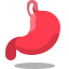 stomach